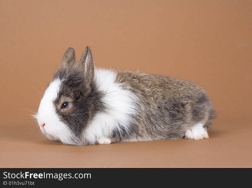 Spotted bunny isolated on brown background