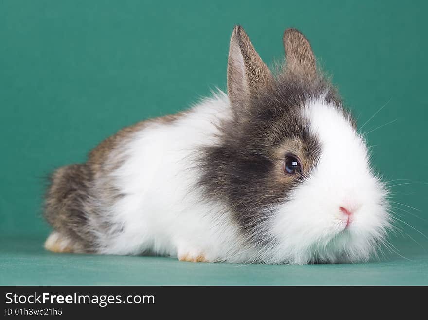 Spotted bunny isolated on green background