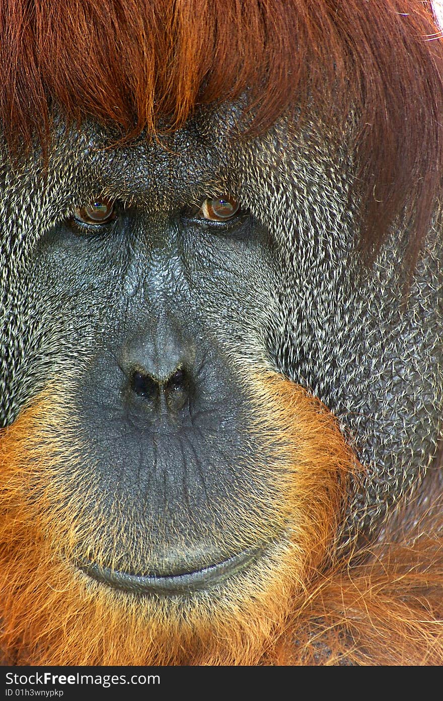 A headshot of a male Ornag Utan. A headshot of a male Ornag Utan.