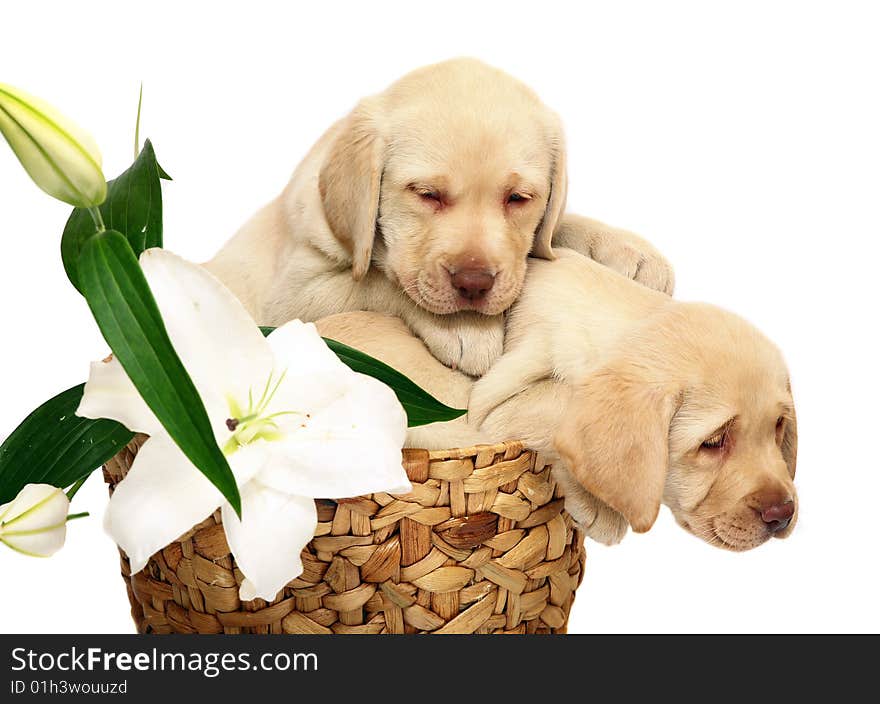 Two puppies of breed Labrador of retriever in a basket. Puppies on a white background with a flower. Two puppies of breed Labrador of retriever in a basket. Puppies on a white background with a flower.