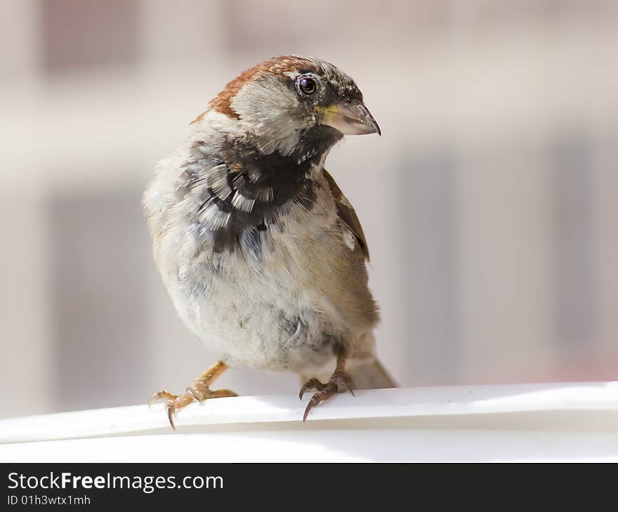 Urban sparrow sitting on the back of a chair