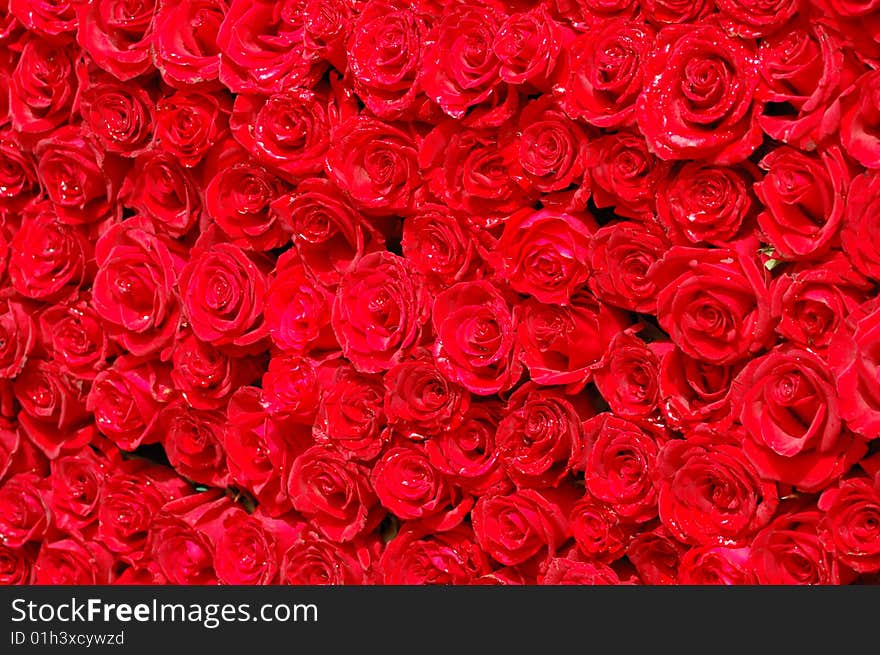 Close-up shot of a wall made by bunches of roses. Close-up shot of a wall made by bunches of roses