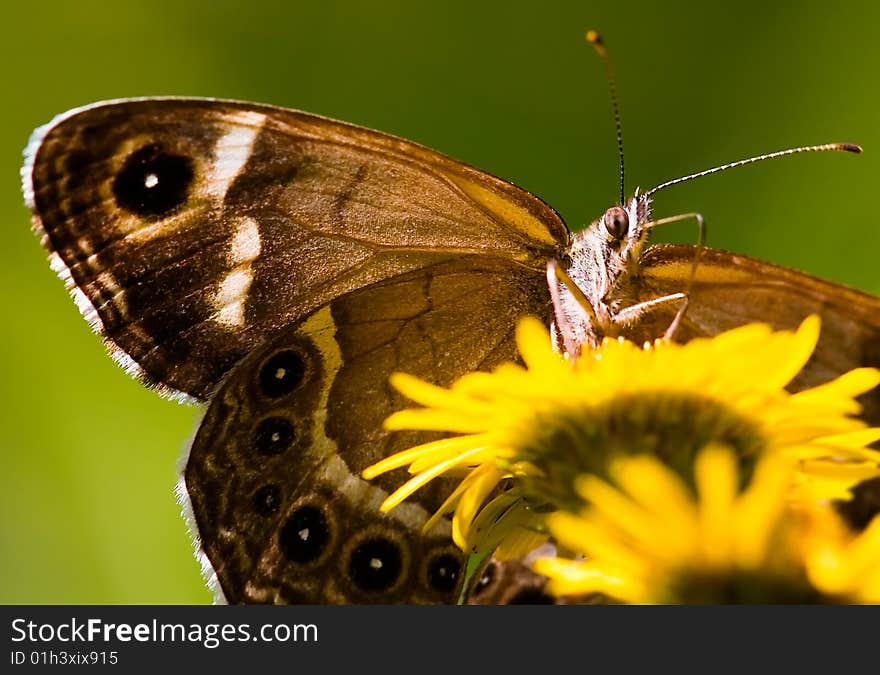 A colorful Butterfly stays at a flower.