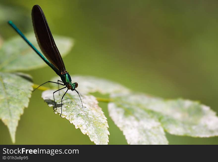 Blue damselfly resting on leaf with blurry green background