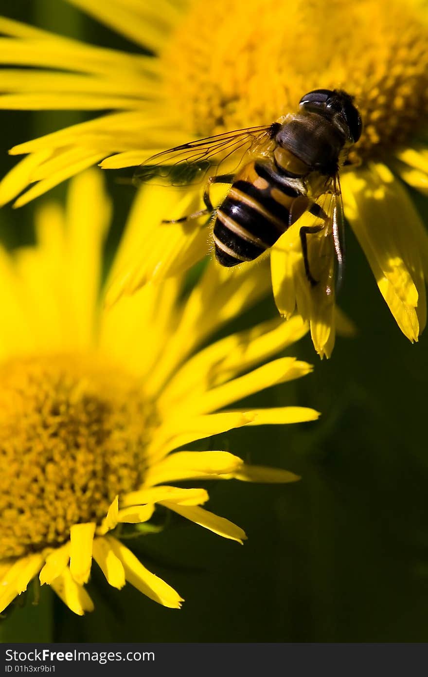 Bee during work on flower