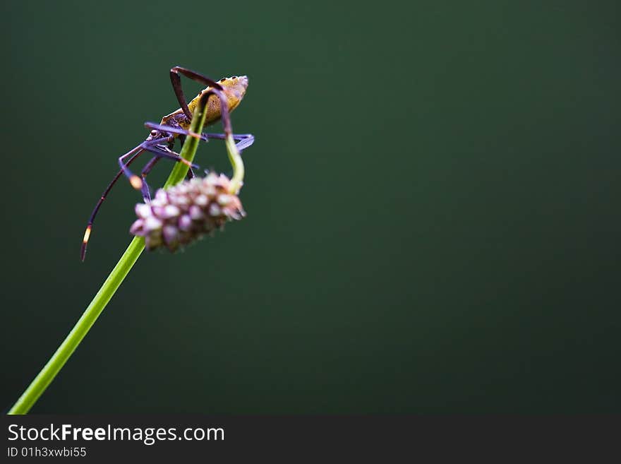 Insects on flowers