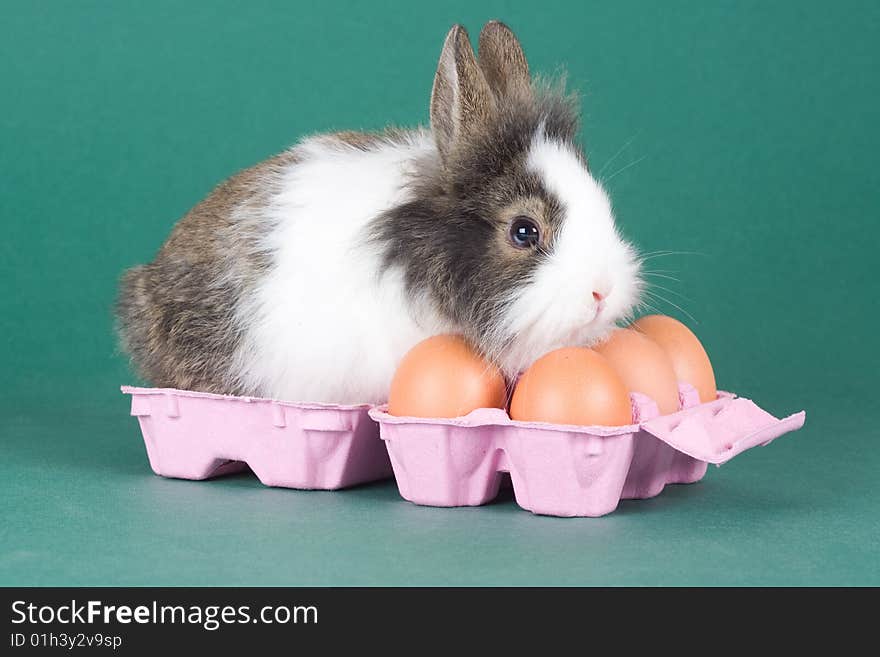 Spotted bunny with eggs isolated on green background