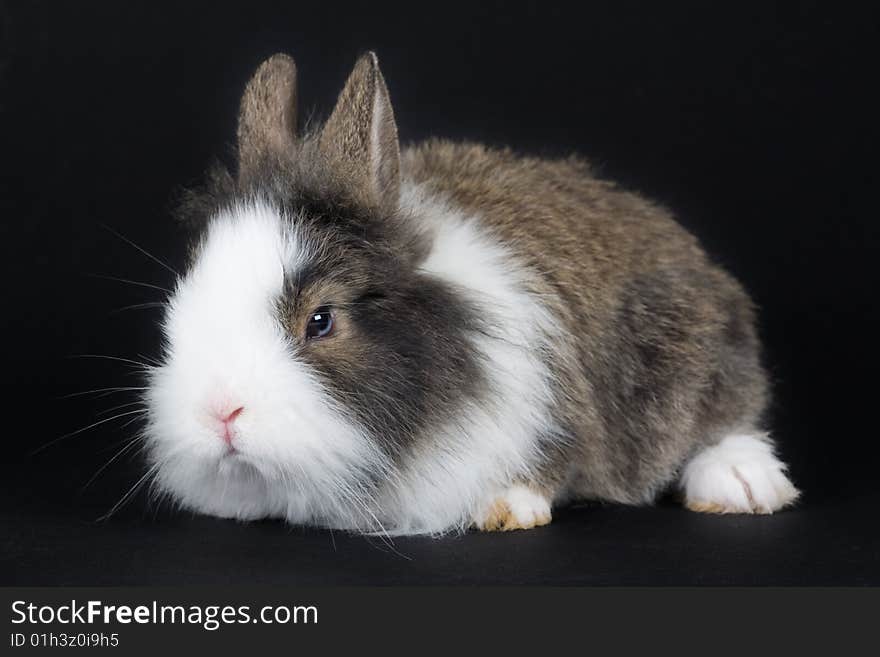 Spotted bunny isolated on black background