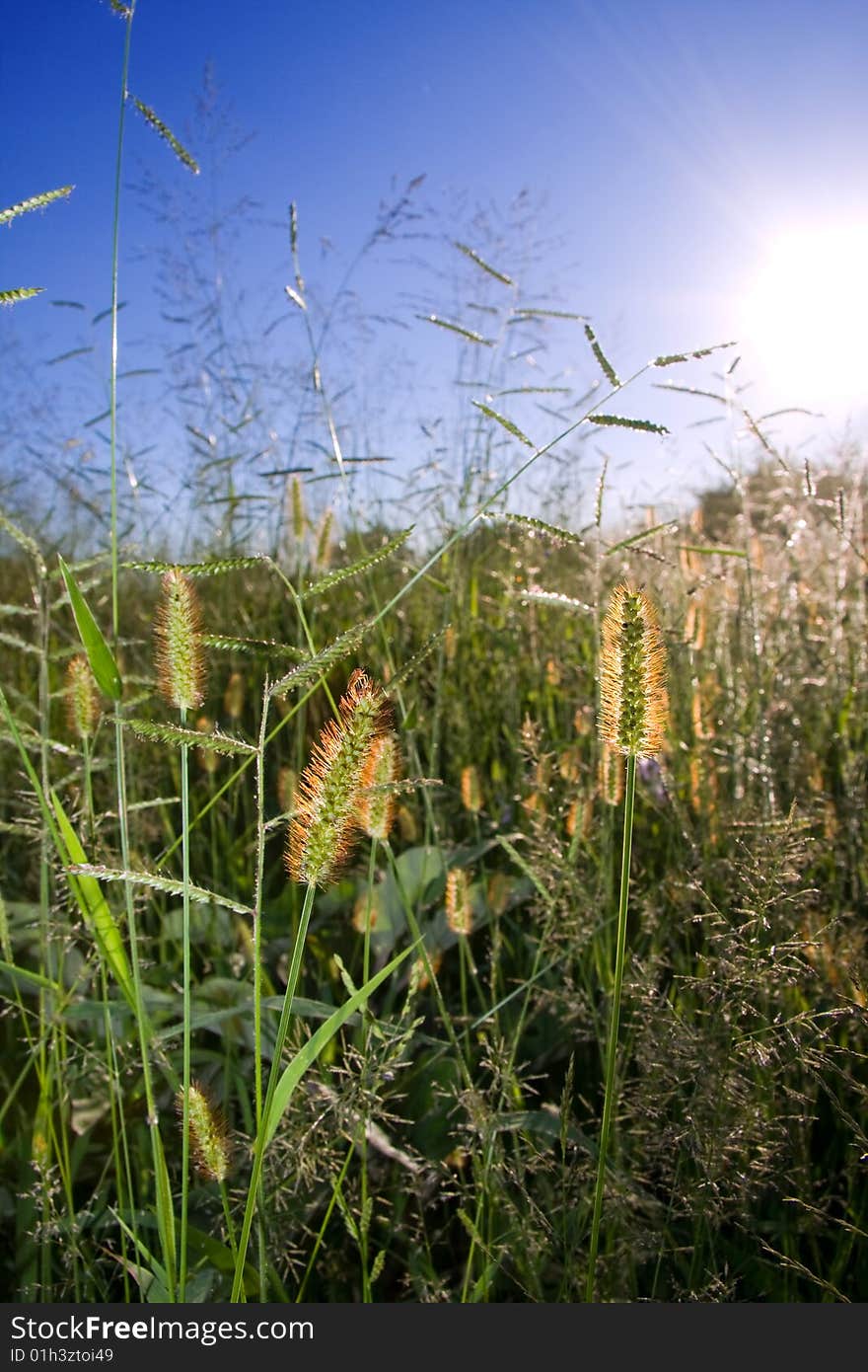 Wild grass blue sky