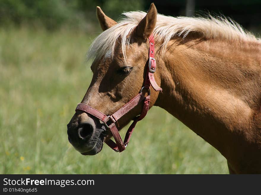 Beautiful brown horse curious of something