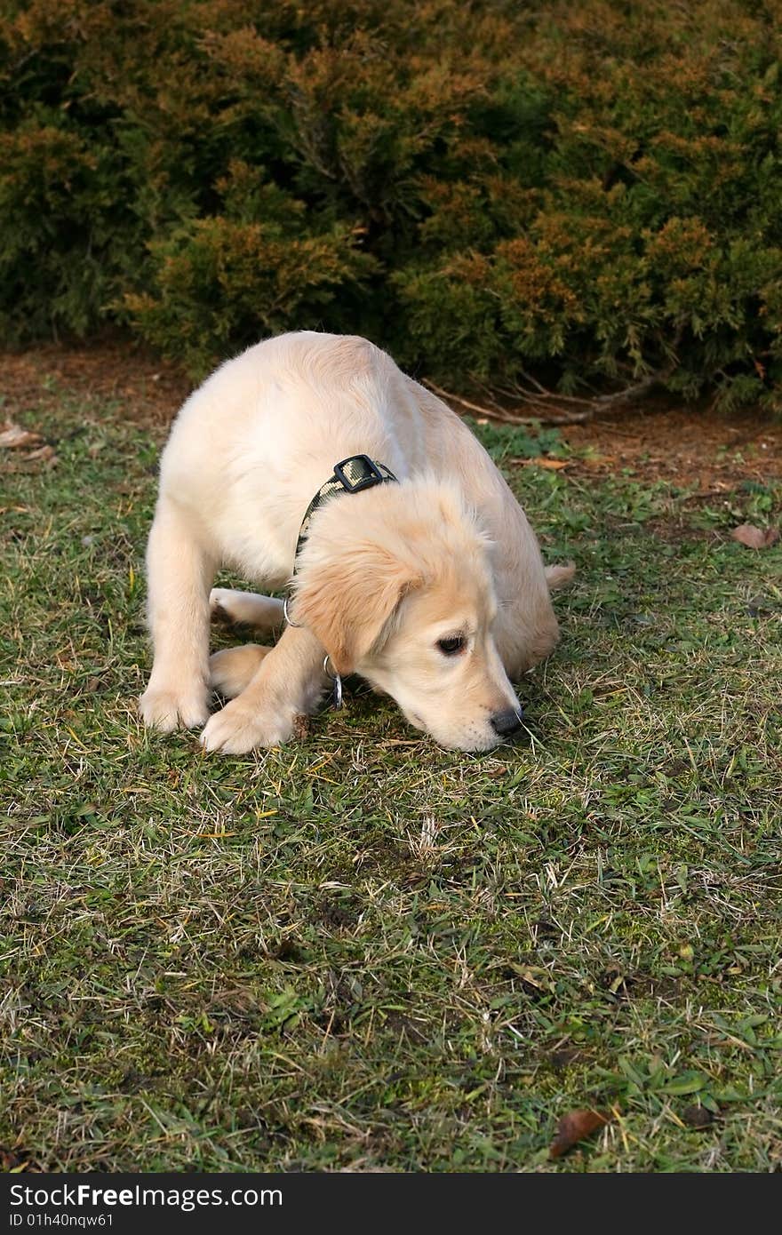 A close-up photo of puppy of golden retriever sniffing something. A close-up photo of puppy of golden retriever sniffing something