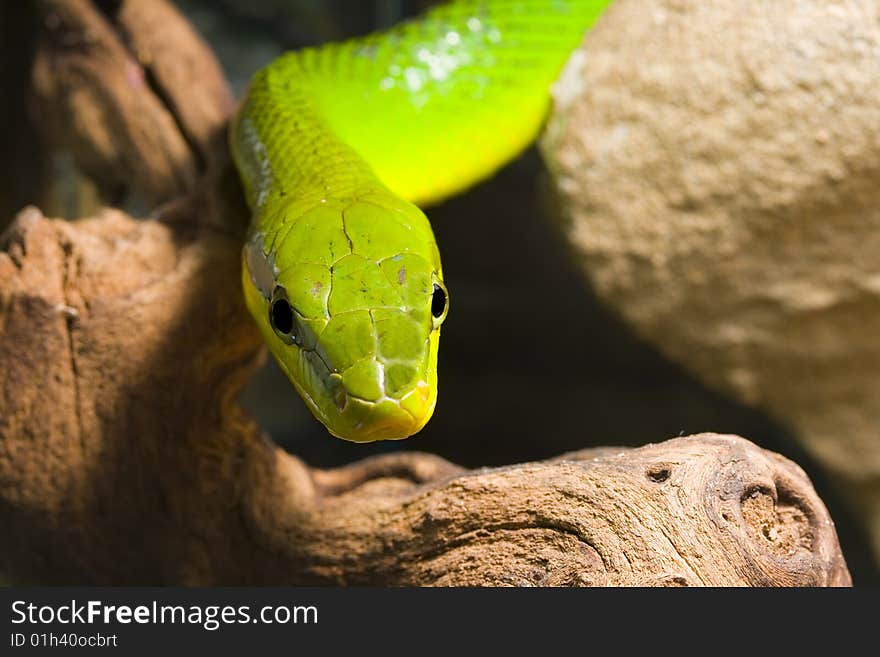 Red Tailed Racer (Gonyosoma oxycephala) - detail of head