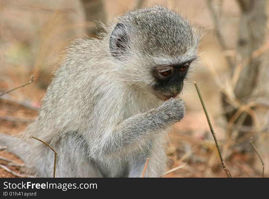 A Monkey sitting on the ground in africa eating some seeds. A Monkey sitting on the ground in africa eating some seeds