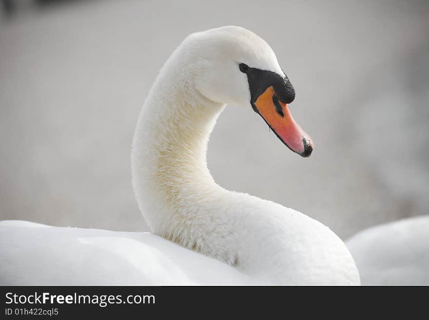 White swan