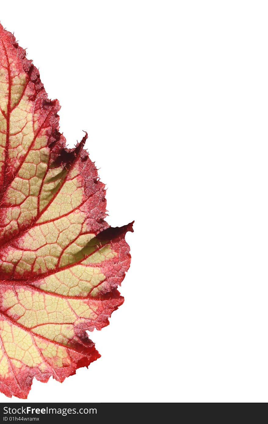 A coloured leaf on a white background