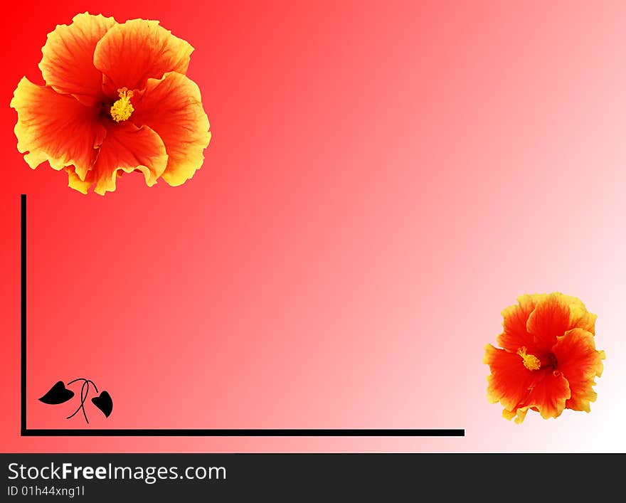 Two hibiscus flowers on a watermelon background