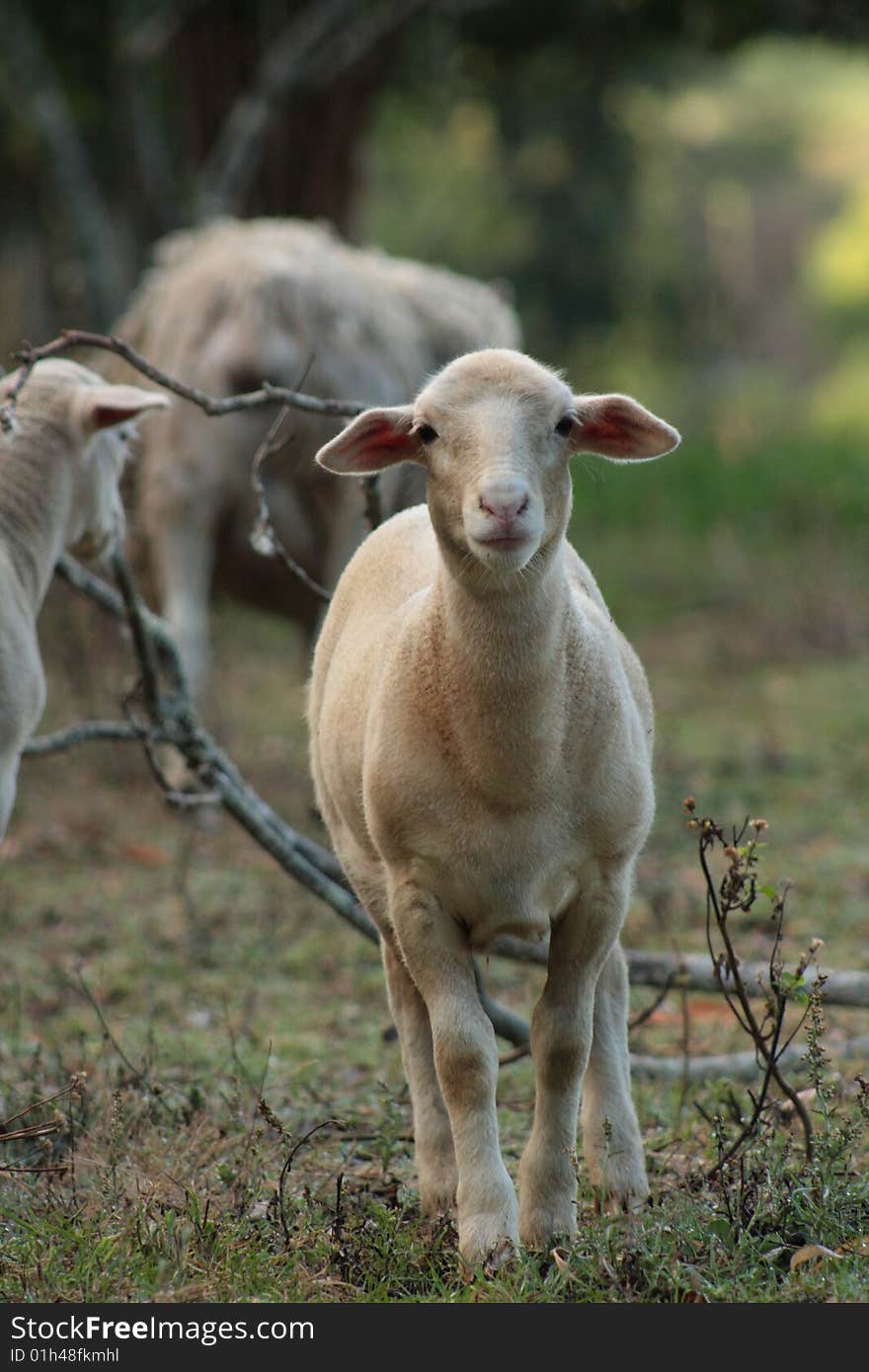 Lamb innocently watching me, inquiringly curious about my activities. Lamb innocently watching me, inquiringly curious about my activities