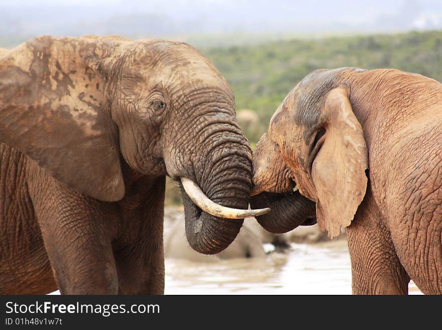 A bull elephant and a cow having a moment. A bull elephant and a cow having a moment