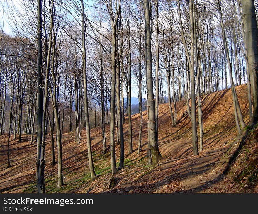 Curvy road on a straight trees forest