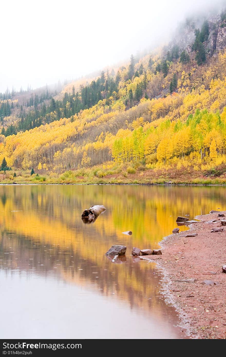 Aspen trees in the fall at Maroon bells