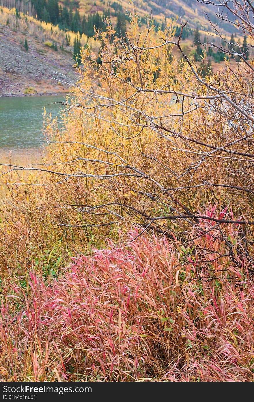 Aspen trees in the fall at Maroon bells