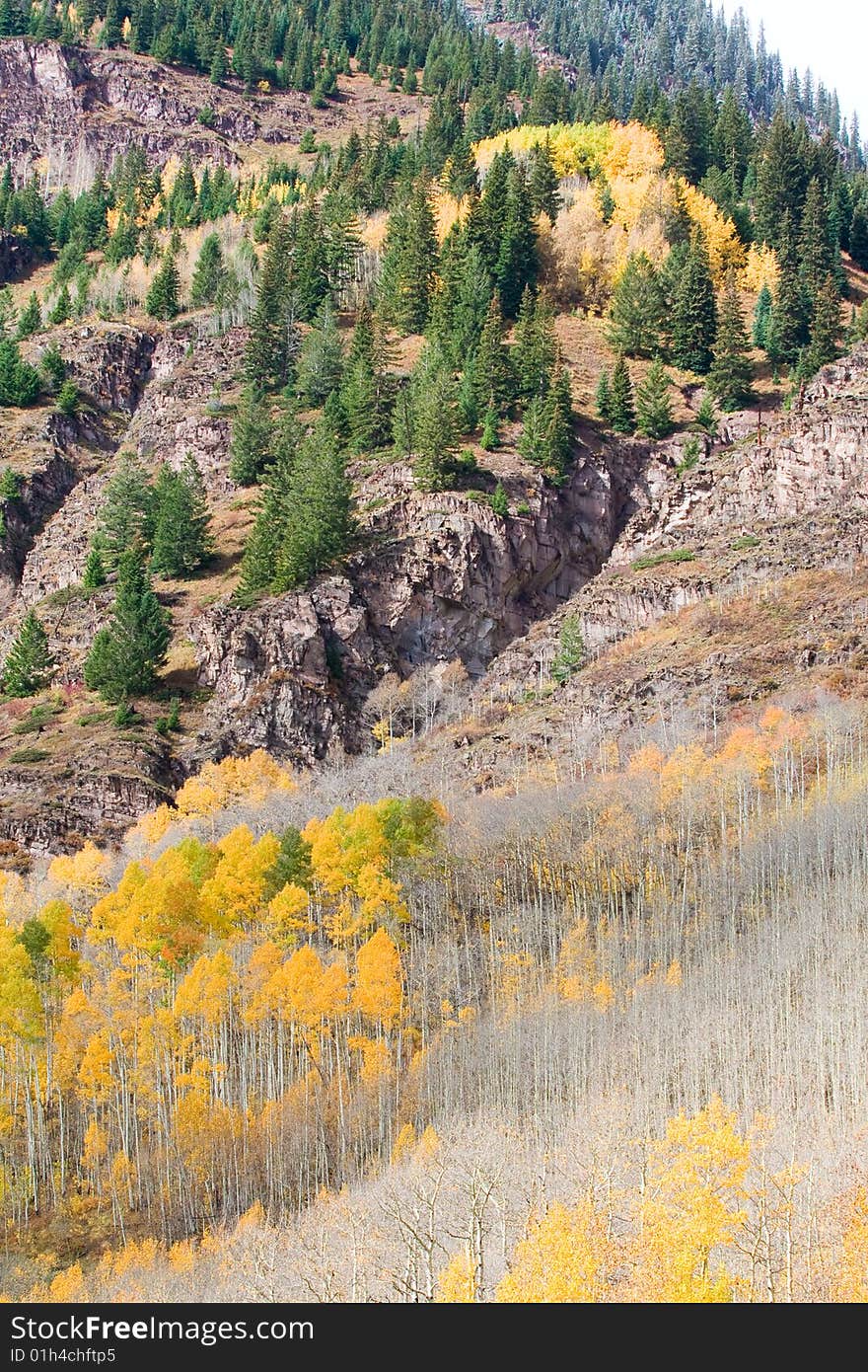 Aspen trees in the fall at Maroon bells