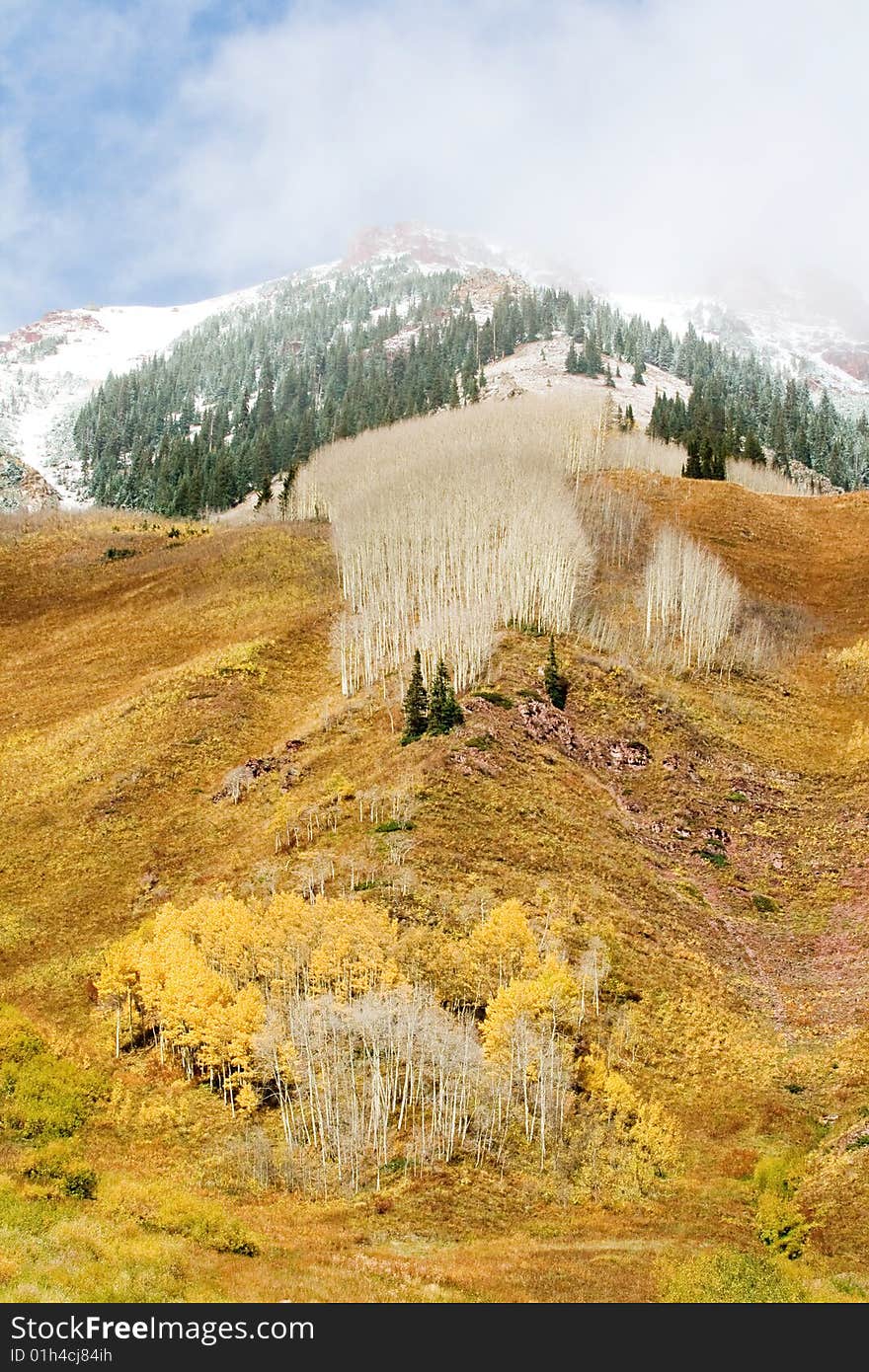 Aspen trees in the fall at Maroon bells