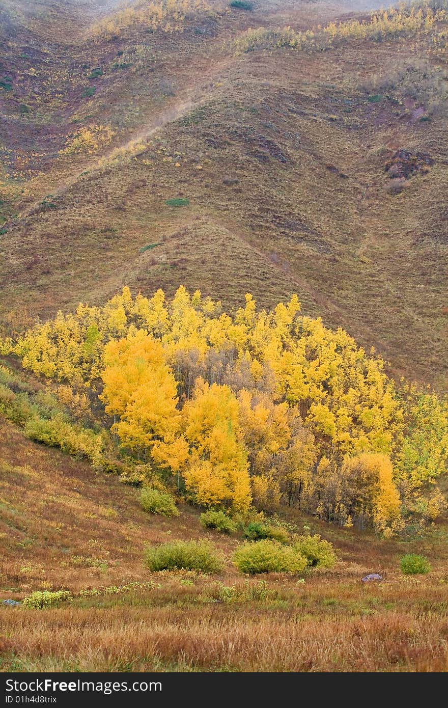 Aspen trees in the fall at Maroon bells