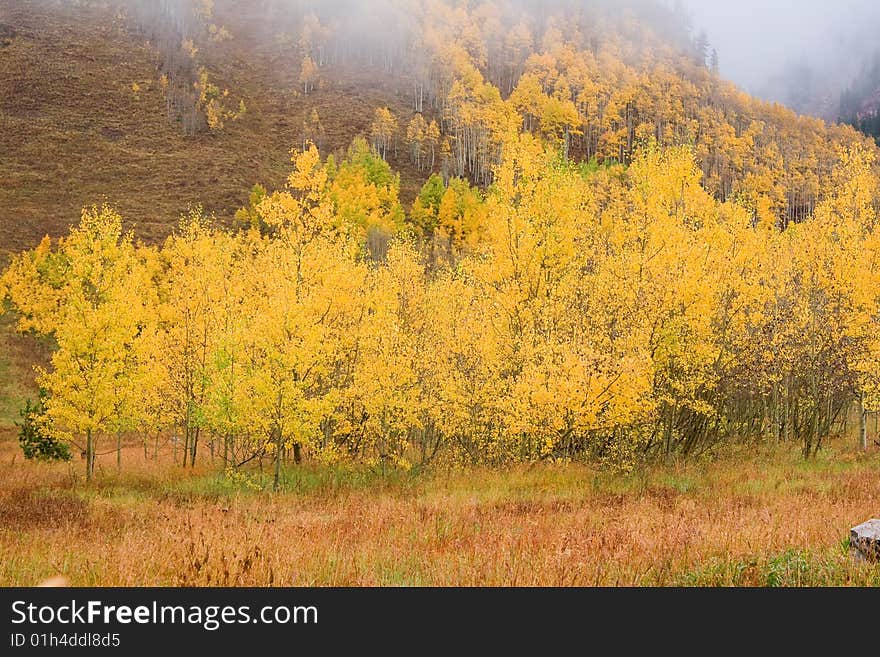 Aspen trees in the fall at Maroon bells