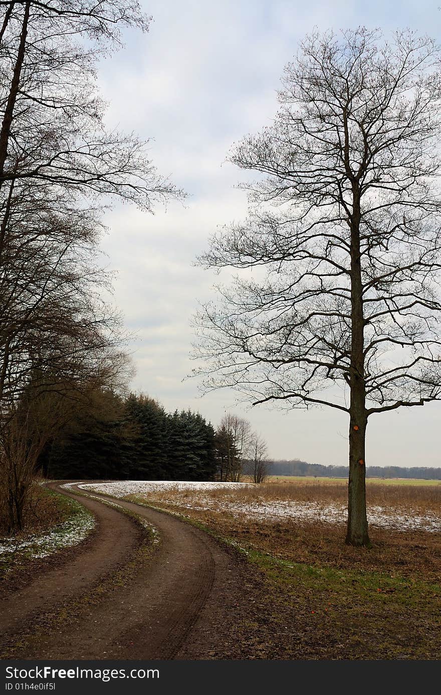 Tree, bush, the blue sky and clouds. Winter landscape, dirt road.