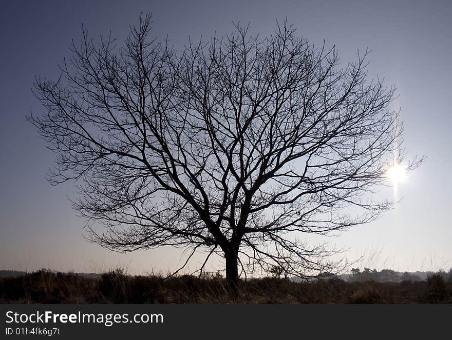 A sillhouette of a tree with the sun in the background. A sillhouette of a tree with the sun in the background