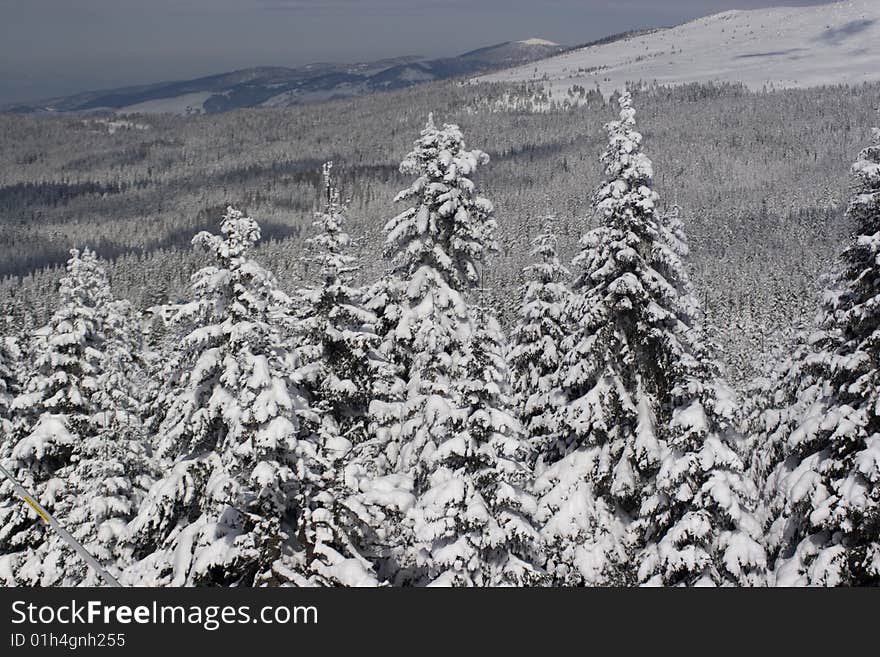 Winter trees