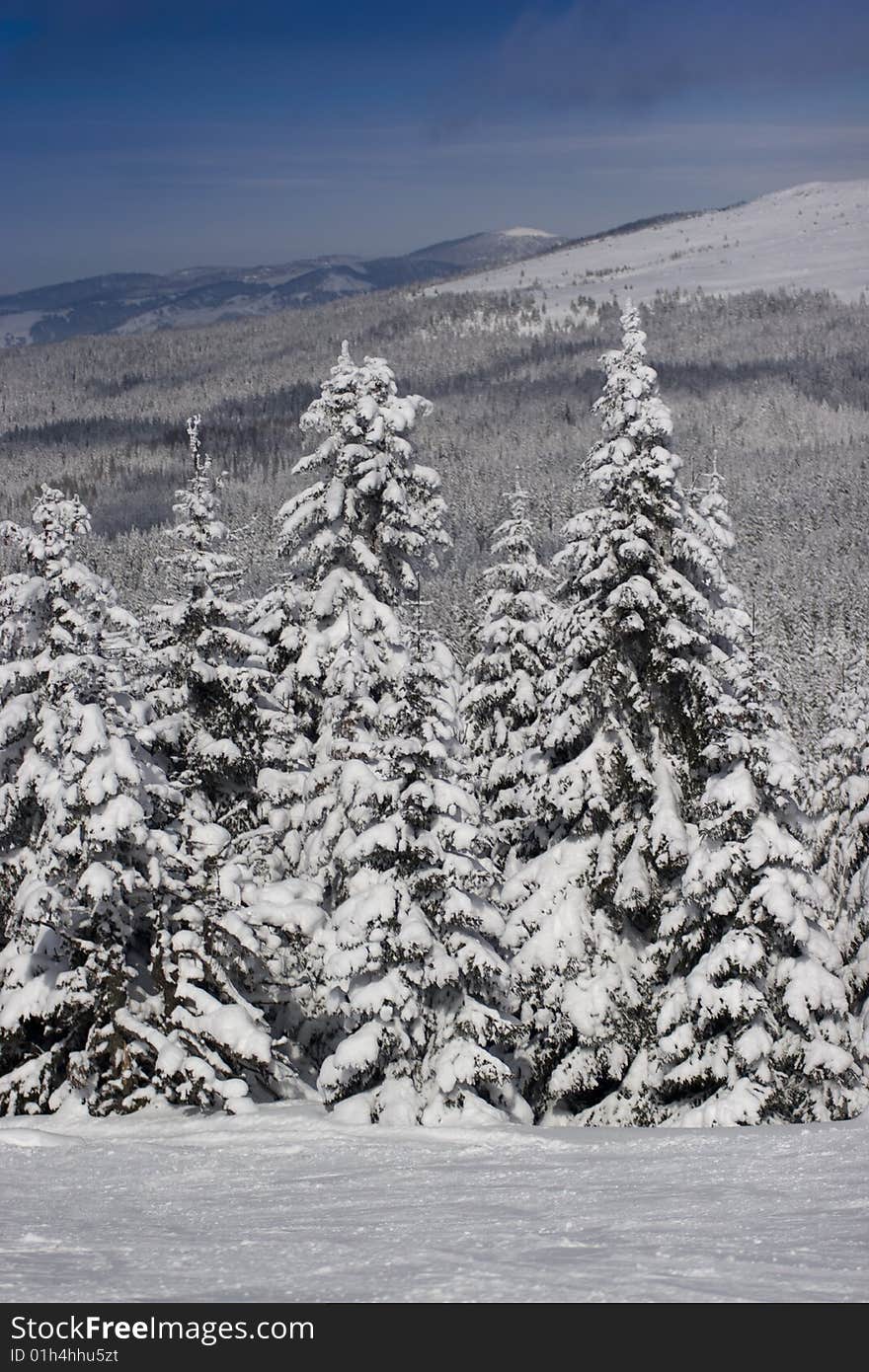 White Trees 1