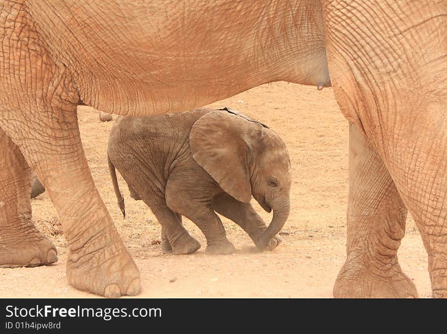 A elephant calf underneath its mothers legs stretching to loosen those legs from a long walk