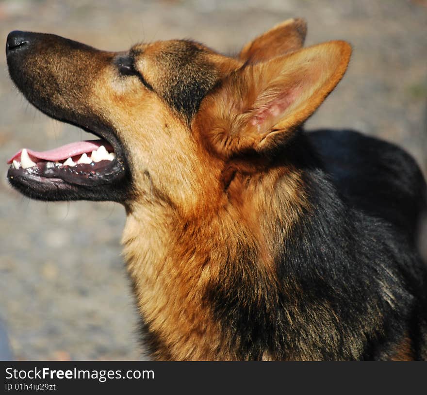 Standing German Shepherd dog head