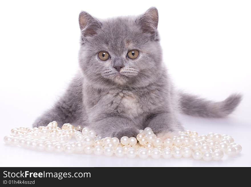 Little kitty with pearls on a white background