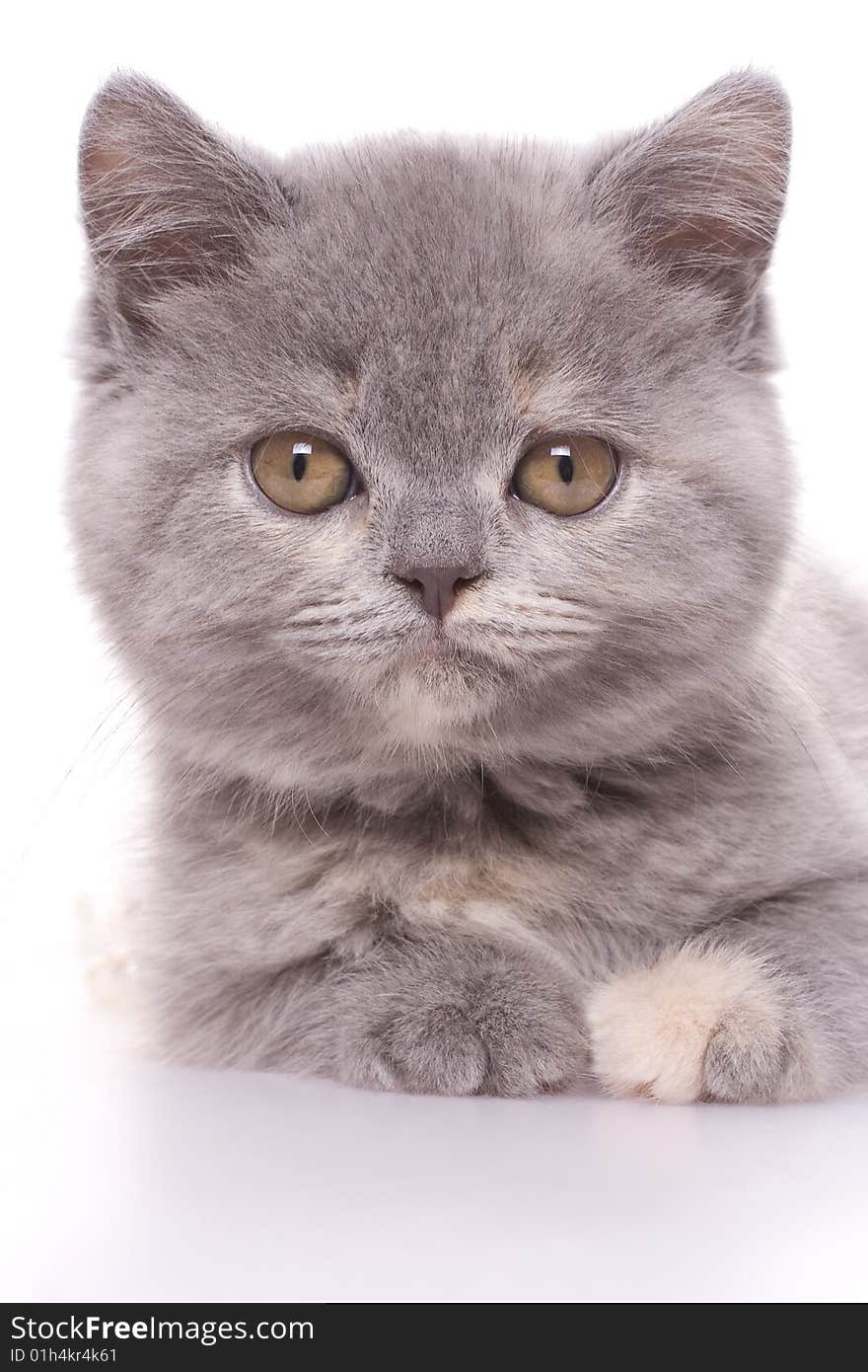 Little kitty with pearls on a white background