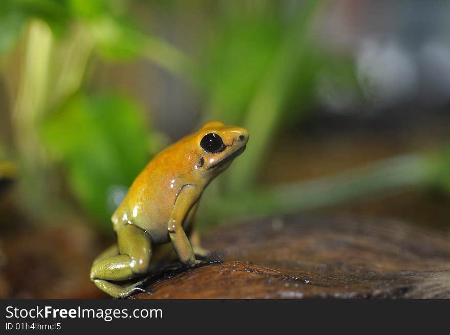 Poison dart frog sitting on rock