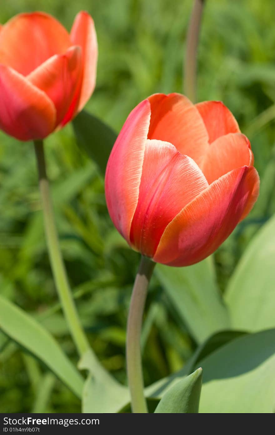 Red tulips in the field