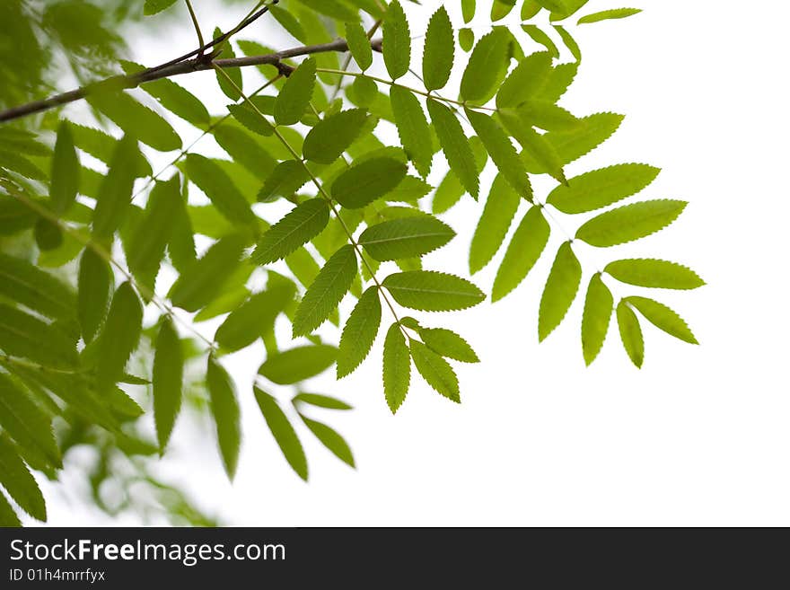 Rowan leaves isolated on white