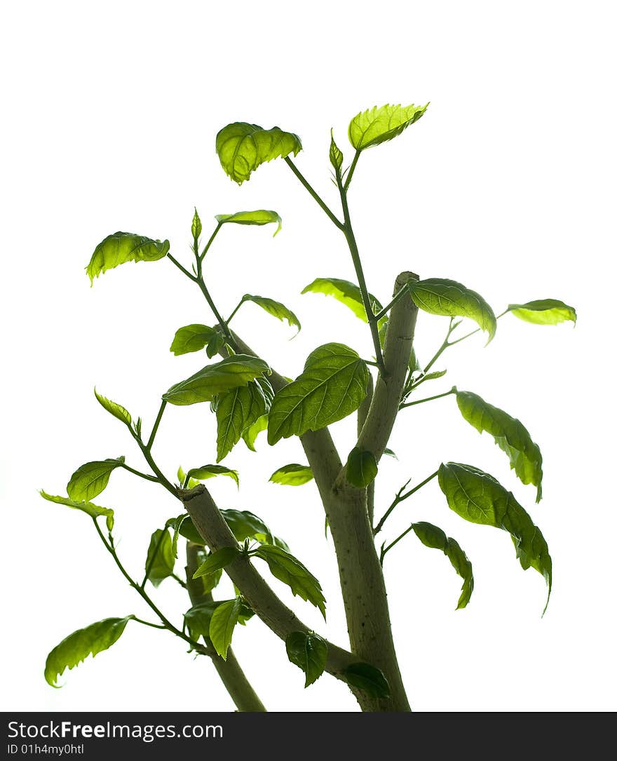 Plant