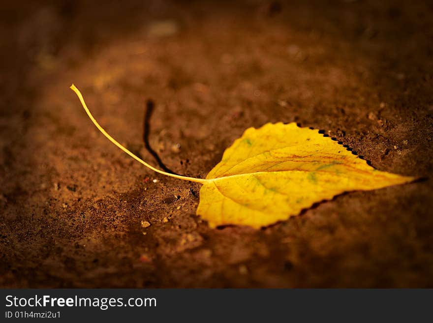 Golden Leaf