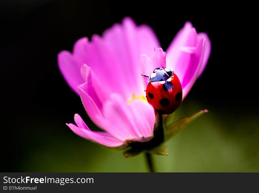 Coreopsis And Ladybug Ladybird