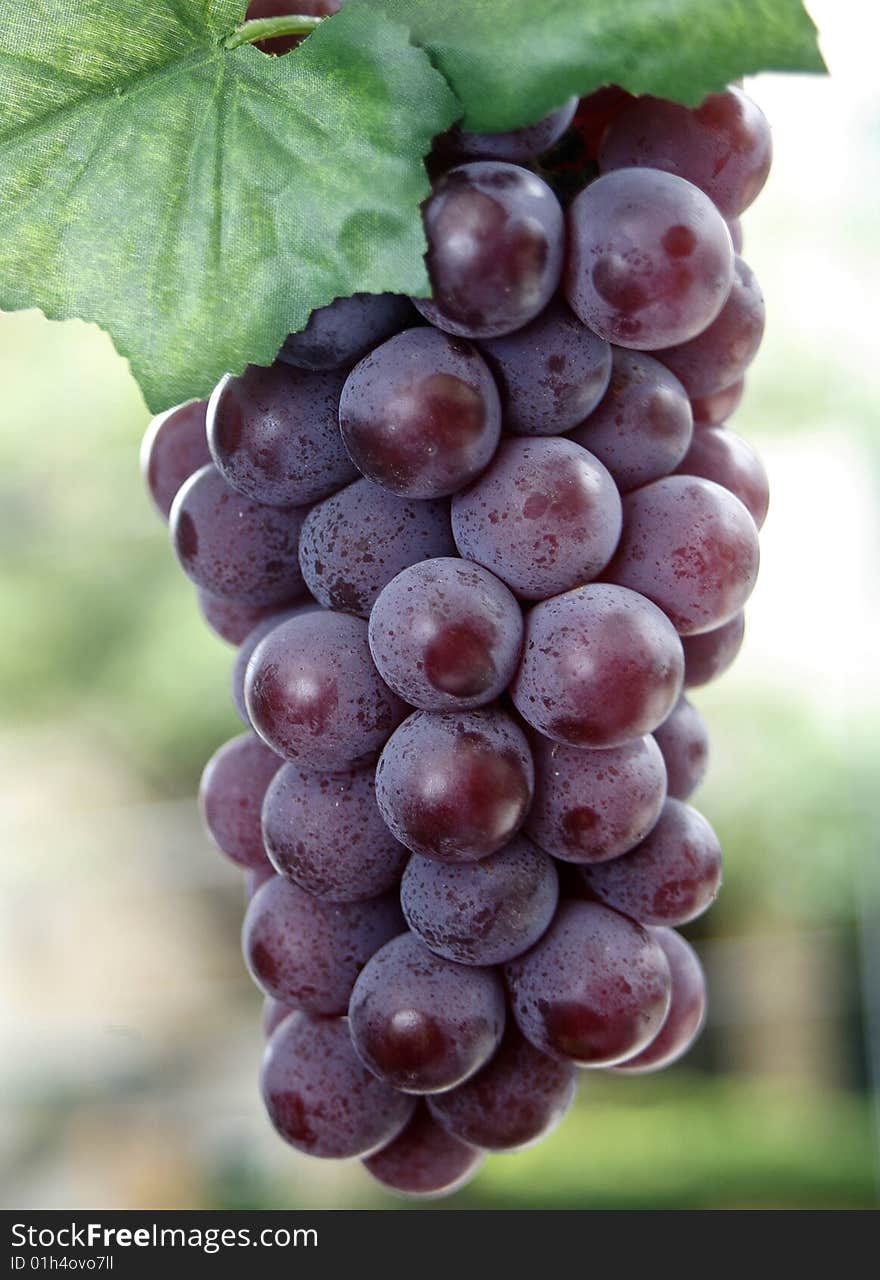 Grapes hanging from a vine