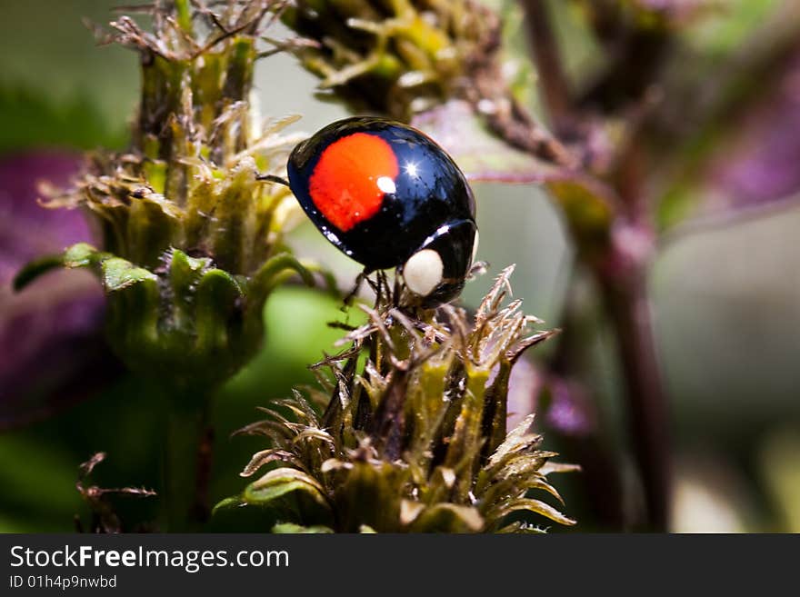 Ladybug Ladybird