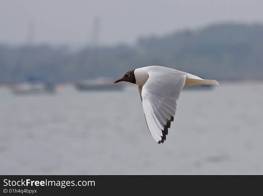 A gull flying in front of Brownsea Island, with Yachts in the background. A gull flying in front of Brownsea Island, with Yachts in the background