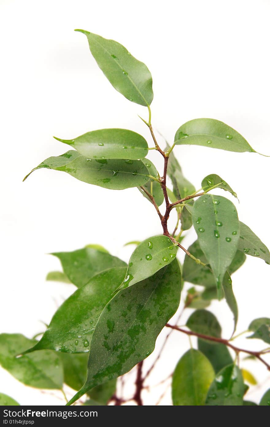 Green plant over white