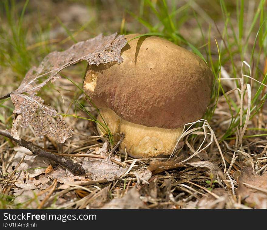 Single cep mushroom