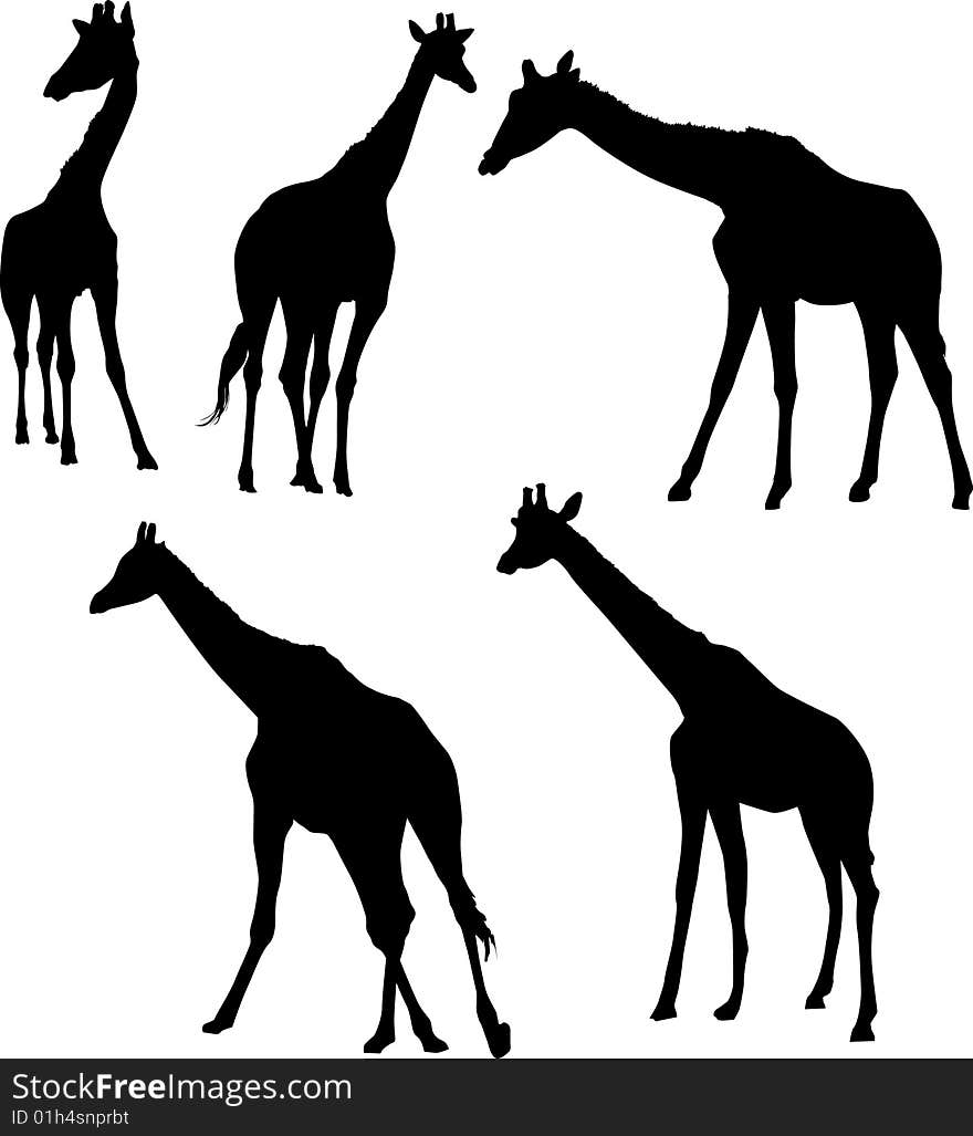 Illustration with five giraffe silhouettes isolated on white