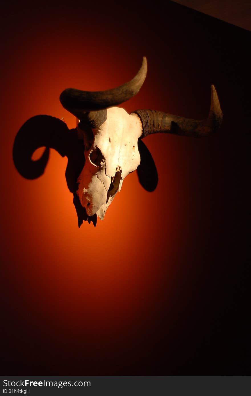 Yak skull